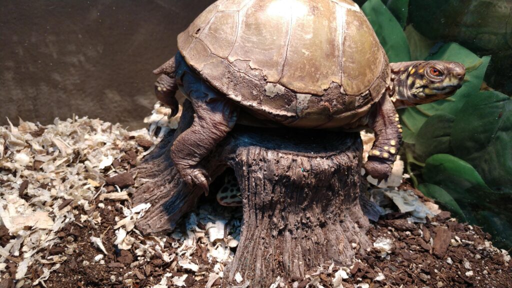 baby the tortoise